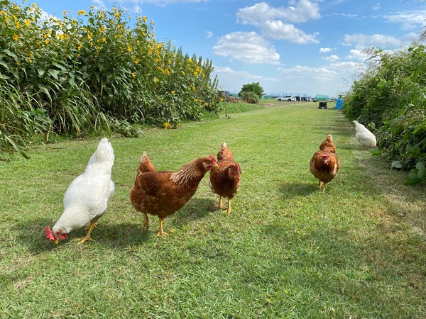 にわとりと散歩